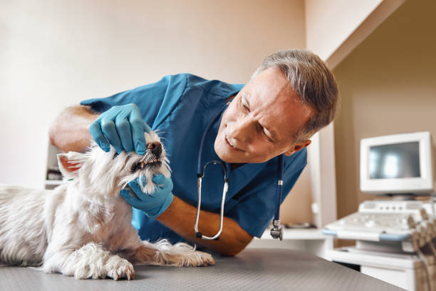 Best Emergency Denture Repair in Spring Grove, MN